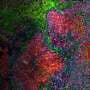 Breakthrough Open-Source Workflow Revolutionizes Spatial Proteomics and Cellular Mapping