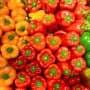 Unlocking the Nutritional Science Behind Bell Pepper Colors: Sweetness, Ripeness, and Origins