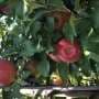 Rapid Growth Triggers Costly 'Bitter Pit' Disorder in Honeycrisp Apples, New Study Reveals