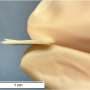 Ordinary Mylar Rewrites the Future of Thermal Protection for Lunar Outposts
