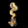 Breakthrough Marine Organism Discovery Unlocks Secrets of Human Fertility and Meiosis