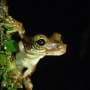 Revolutionary Noninvasive Iris Tracking Technique Offers Safe Identification for Amazonian Treefrogs