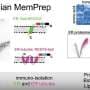 Global Research Consortium Unlocks Cellular Architecture of the Endoplasmic Reticulum