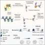 St. Jude Researchers Unvail Molecular Mechanics of PARP1 DNA Repair in Breakthrough for Oncology