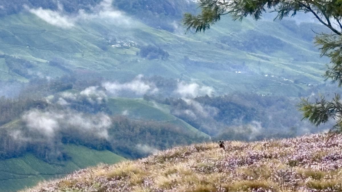Rare Neelakurinji Bloom Paves Way for Meeshapulimala Tourism Reopening in Western Ghats