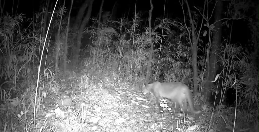 Asian Golden Cat Documented in Manipur's Ukhrul: First-Ever Camera Trap Record in Shirui Village