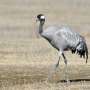 Bournemouth University Researchers Solve 150-Year-Old Mystery of Europe's Extinct Giant Crane