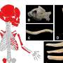 Ancient Ecuadorian genomes reveal 1,500 years of genetic continuity along Pacific coast