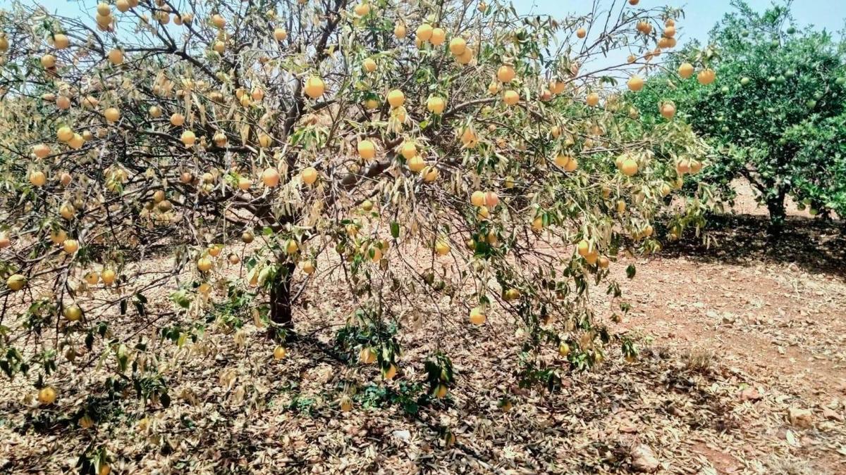 Severe Drought Strains Rayalaseema Sweet Lime Orchards, Threatening Cultivators With Ruin