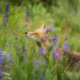 Ecological Triage: Why Australia’s Strict Culling of Invasive Species Dictates Survival for Native Wildlife