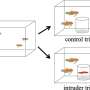 Aquatic Revelation: Fish Study Exposes Complex Social Structures Once Thought Exclusive to Birds and Mammals
