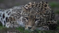 Dutch zookeeper dies after being mauled in leopard enclosure