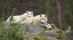 Severe Wolf Attack at German Wildlife Park Leaves Young Child Critically Injured