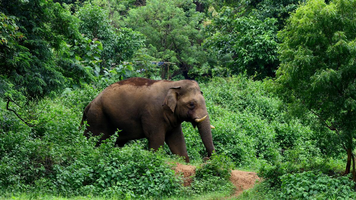 Perambra Estate Set for Urgent Wildlife Mitigation Tactics Amid Escalating Kerala Animal Intrusions