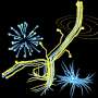 Breakthrough Physics Model Reveals How Identical Vesicles Exhibit Lifelike Asymmetry