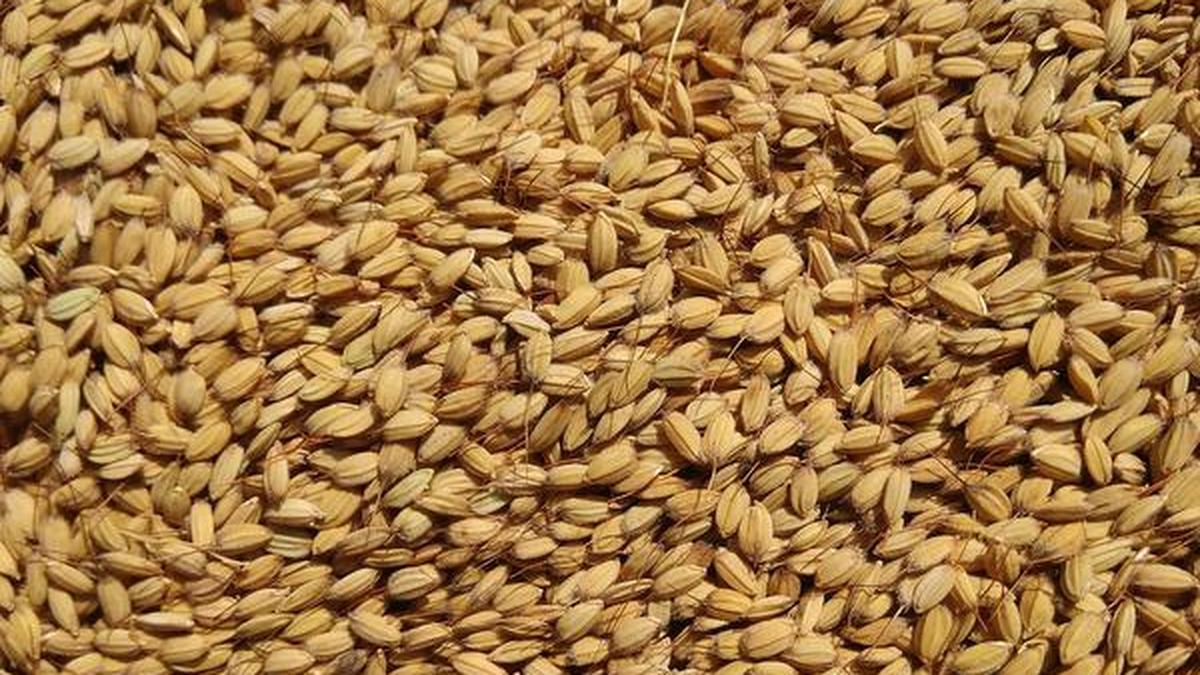 Kashmiri Heritage Rice Holds Genetic Clues to Future Climate-Resilient Agriculture