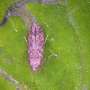 Genetic Blueprint of Wild Tomatoes Unlocks Secret to Pest Resistance