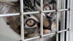 More cats abandoned 'due to rising costs'