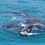 Southern Right Whales Shift Nursery Grounds in Remarkable Post-Whaling Recovery