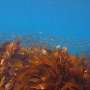 Ocean Warming and Intense Herbivore Grazing Trigger Catastrophic Kelp Forest Collapse on Japan's Izu Peninsula