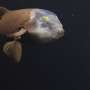 Rare Deep-Sea Barreleye Fish Captured on Film in Ultra-High Definition by Marine Researchers