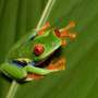 Hope for Biodiversity: Scientists Uncover Why Certain Frogs Are Surviving the Global Extinction Crisis