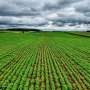 Green Agriculture Breakthrough: Researchers Generate Field-Scale Urea Using Solar and Biobattery Power