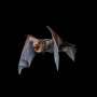 Landmark Study Reveals Devastating Toll of Wind Turbines on American Bat Populations