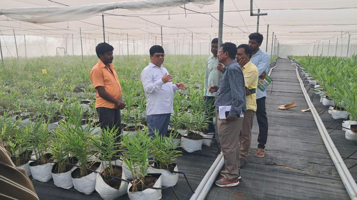 Telangana Farmers Shift From Paddy to Horticulture Amid Rising Heatwaves and Yield Warning