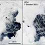 Ocean Waves Play Crucial Role in Shaping Antarctic Polynyas by Fracturing Sea Ice