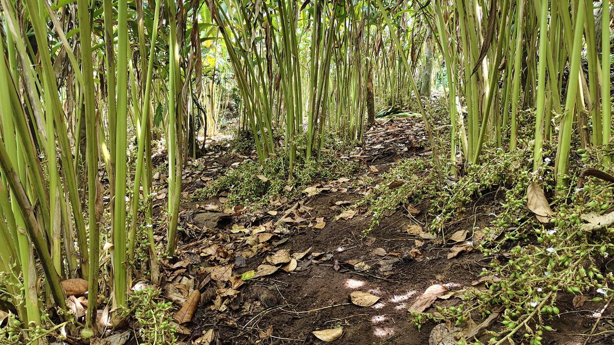 Kerala's Cardamom Sector Paralyzed by Month-Long Payment Delays Amid West Asia Crisis