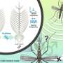 Why male mosquitoes are attracted to the sound of female wingbeats